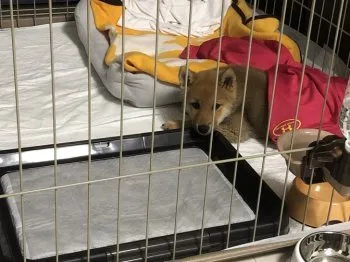 S.T 様のお迎えした子犬