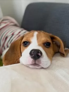 宇野 様のお迎えした子犬