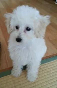 ymerry 様のお迎えした子犬