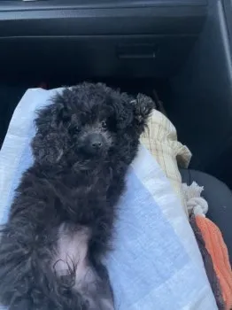 M.O 様のお迎えした子犬