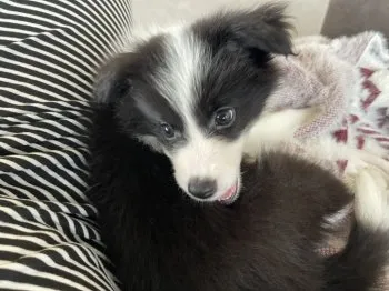 しぃ 様のお迎えした子犬