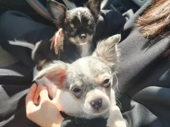 N.T 様のお迎えした子犬