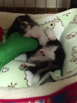 JFC 様のお迎えした子犬