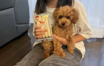 Amber 様のお迎えした子犬