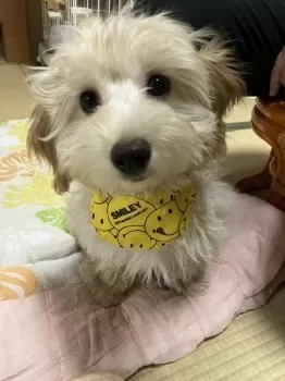 mako.jac 様のお迎えした子犬