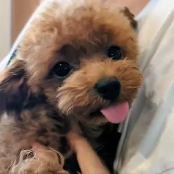 N.K 様のお迎えした子犬