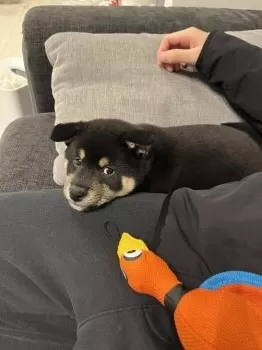 富士丸 様のお迎えした子犬