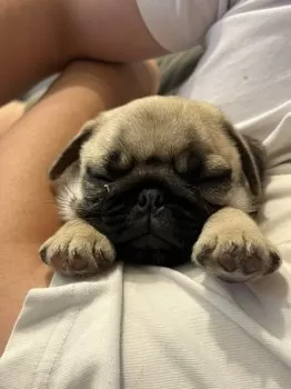 Kkkk 様のお迎えした子犬