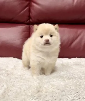 K.K 様のお迎えした子犬