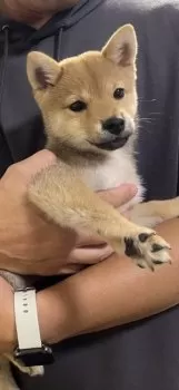 イチ919 様のお迎えした子犬