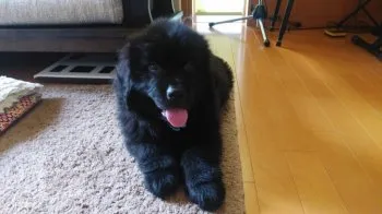 Y.M 様のお迎えした子犬
