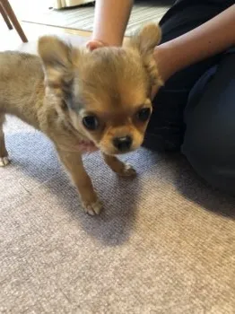 E.Ｉ 様のお迎えした子犬