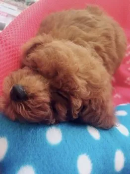 モモララ 様のお迎えした子犬