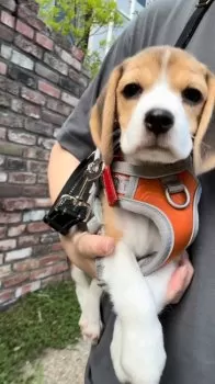アコママ 様のお迎えした子犬