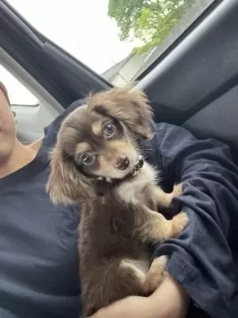 R.H 様のお迎えした子犬