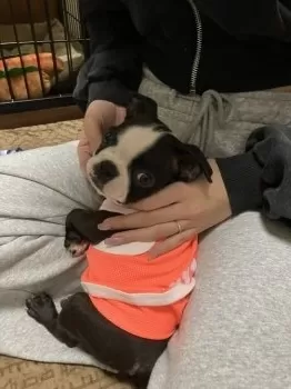 N.K 様のお迎えした子犬