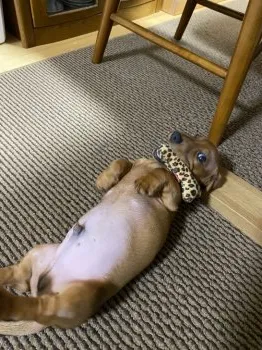 M.M 様のお迎えした子犬
