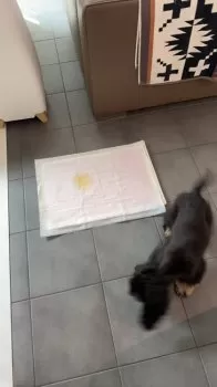 あいな 様のお迎えした子犬