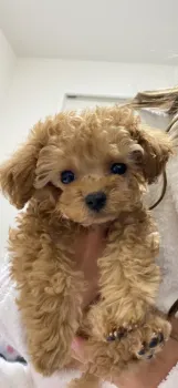 あっくん 様のお迎えした子犬