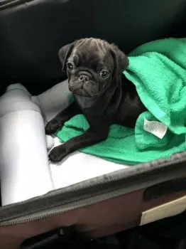 ブンタロウ 様のお迎えした子犬