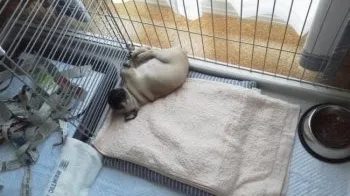 プルちゃん 様のお迎えした子犬