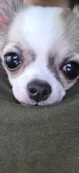 ともちゃん 様のお迎えした子犬