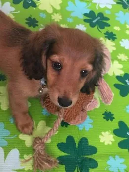 Y.D 様のお迎えした子犬