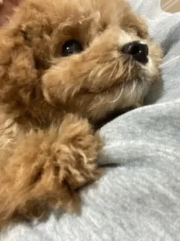 しんさま 様のお迎えした子犬