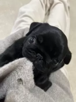 E.T 様のお迎えした子犬