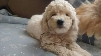 A.H 様のお迎えした子犬