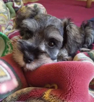 さお 様のお迎えした子犬