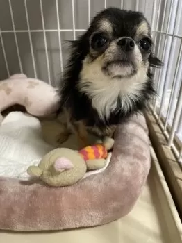 R 様のお迎えした子犬