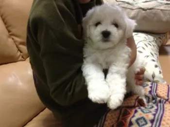 ビショマル 様のお迎えした子犬