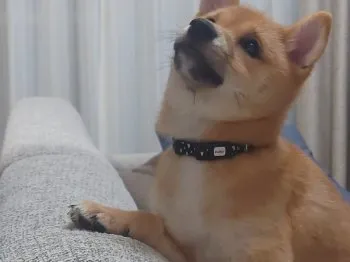 あほうどり 様のお迎えした子犬