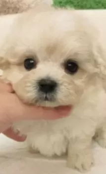 風神 様のお迎えした子犬
