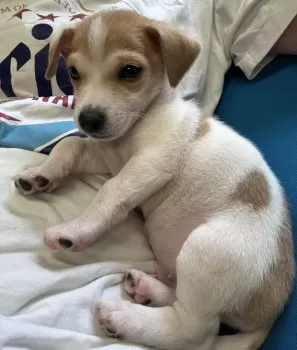 M.Y 様のお迎えした子犬