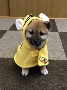 416k 様のお迎えした子犬
