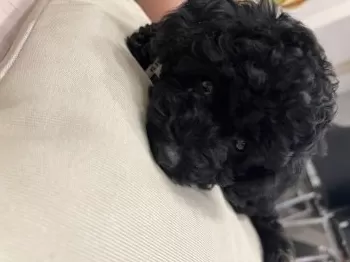 はるみーい 様のお迎えした子犬
