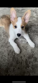 オオタ 様のお迎えした子犬