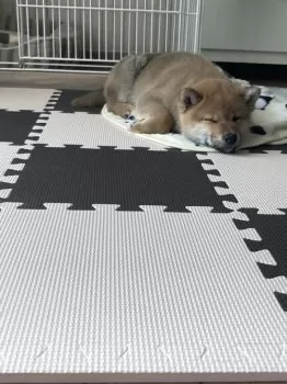 はっぱ 様のお迎えした子犬