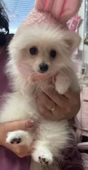仲良し家族 様のお迎えした子犬