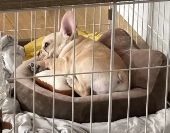 A.S 様のお迎えした子犬