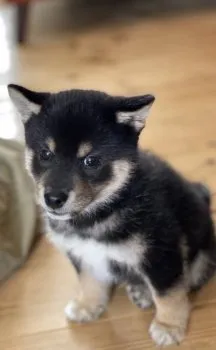 マモル 様のお迎えした子犬