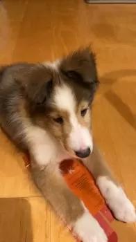 とみ 様のお迎えした子犬