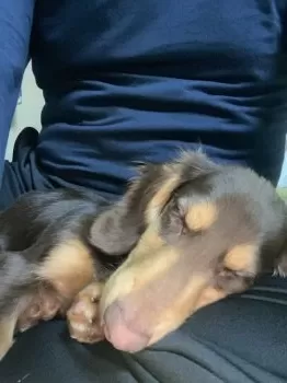 大ちゃん 様のお迎えした子犬