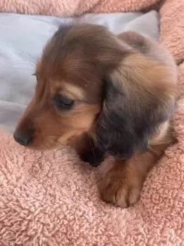 みど 様のお迎えした子犬