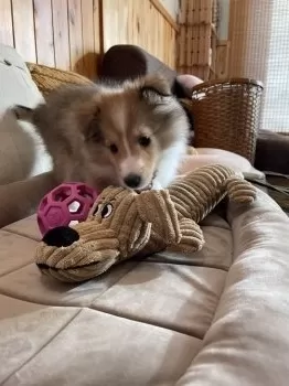 Maki 様のお迎えした子犬