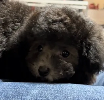 S.T 様のお迎えした子犬