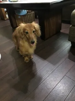 カルアの家族 様のお迎えした子犬