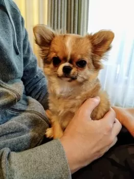 うにまま 様のお迎えした子犬